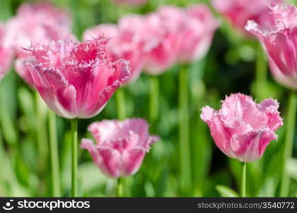 Garden with tulip flowers in summer