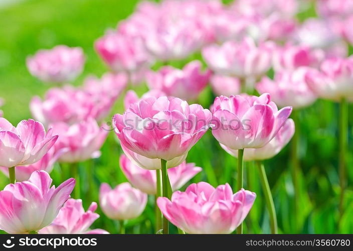 Garden with tulip flowers in summer