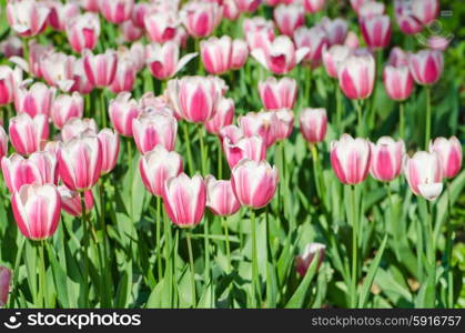 Garden with tulip flowers in summer