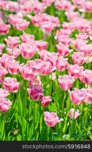 Garden with tulip flowers in summer