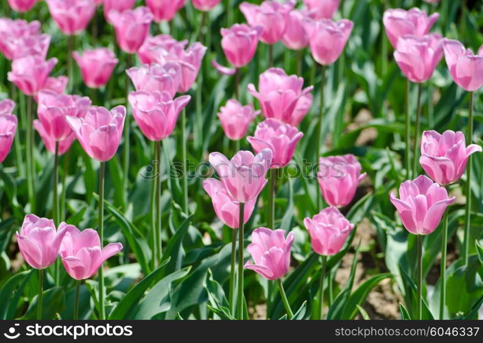 Garden with tulip flowers in summer