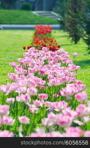 Garden with tulip flowers in summer