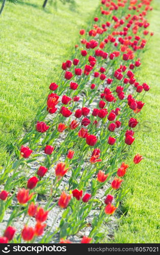 Garden with tulip flowers in summer