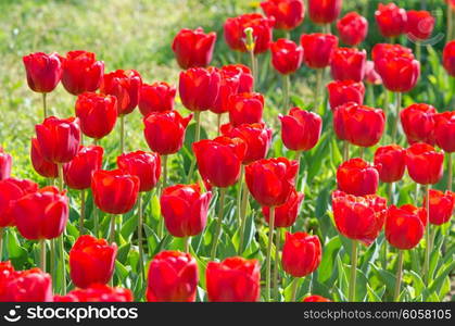 Garden with tulip flowers in summer