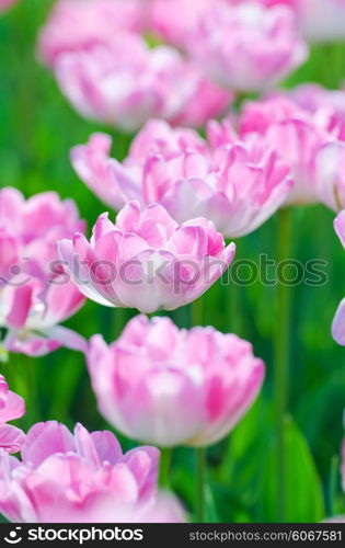 Garden with tulip flowers in summer