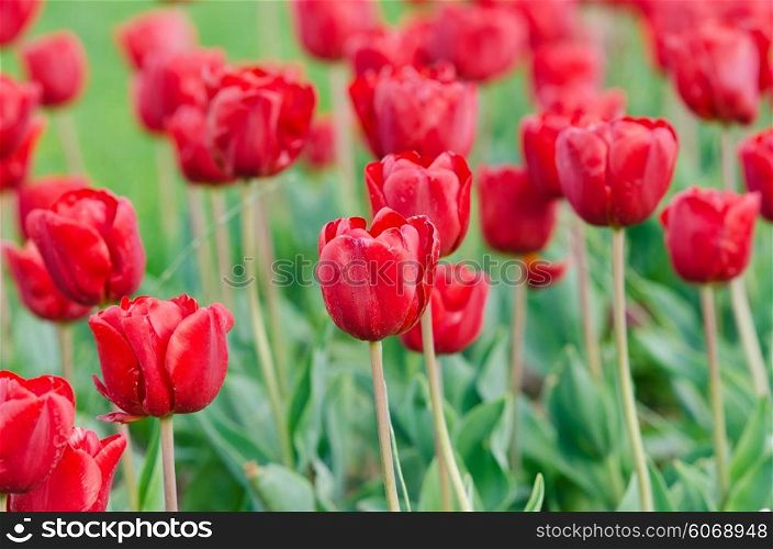 Garden with tulip flowers in summer