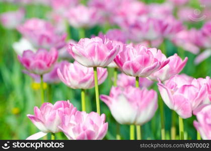 Garden with tulip flowers in summer