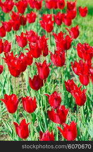 Garden with tulip flowers in summer