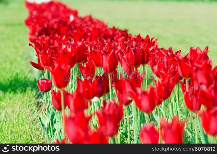 Garden with tulip flowers in summer