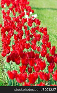 Garden with tulip flowers in summer