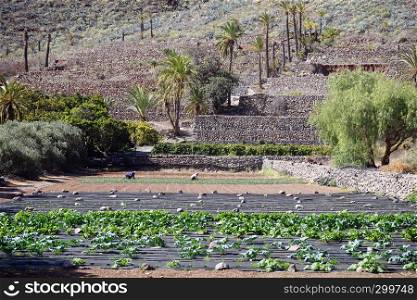 Garden with two workers on the La Gomera island, Canary islands, Spain