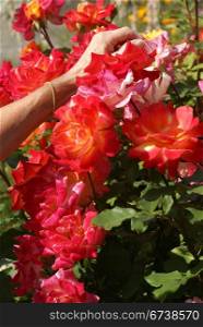 Gardener caring for her roses, , Seattle garden, Pacific Northwest