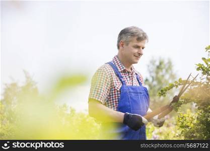 Gardener cutting tree branches at plant nursery