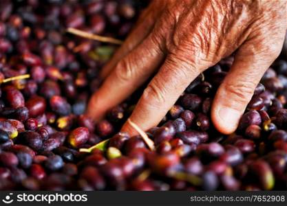 Gardener enjoying his black olives harvest, healthy organic food, farm production, autumn season concept