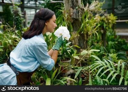 Gardener florist smelling orchid flower blossom touch petal with hands in gloves. Greenhouse market and floristry concept. Gardener florist smelling orchid flower blossom in greenhouse