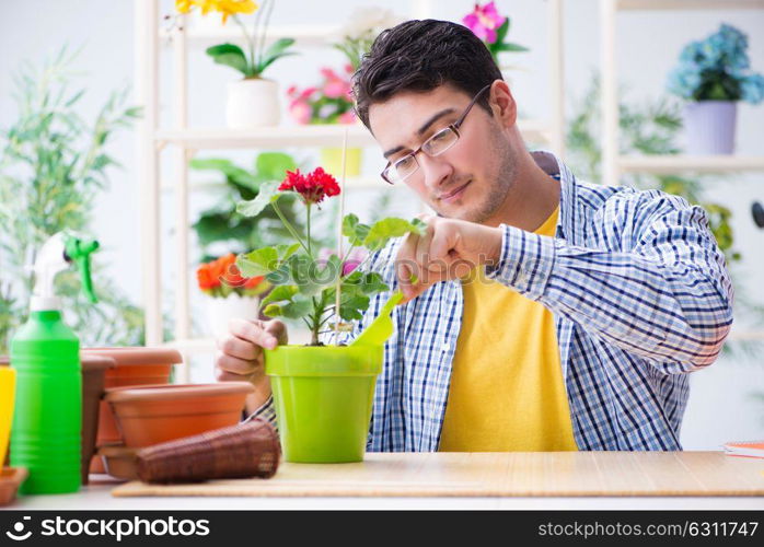 Gardener florist working in a flower shop with house plants