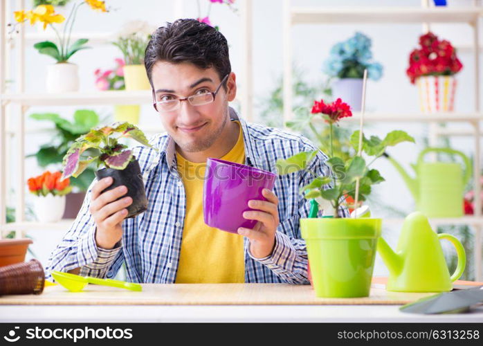 Gardener florist working in a flower shop with house plants