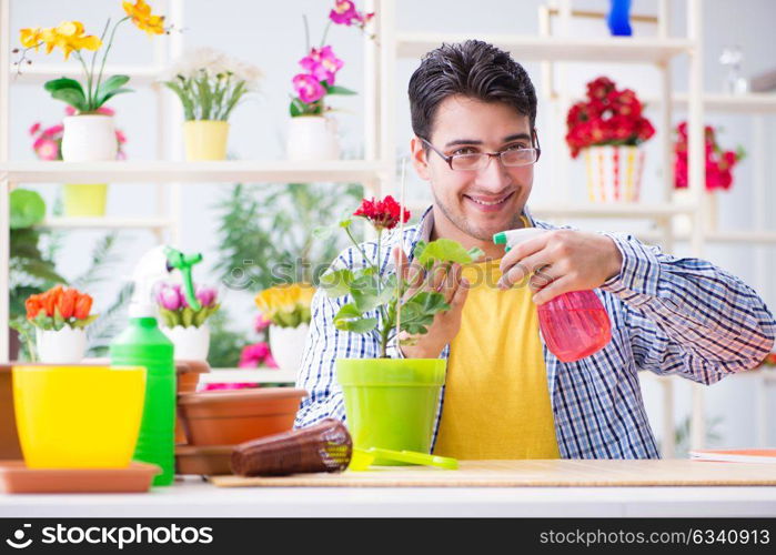 Gardener florist working in a flower shop with house plants