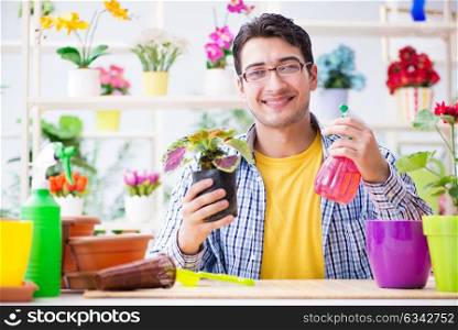 Gardener florist working in a flower shop with house plants