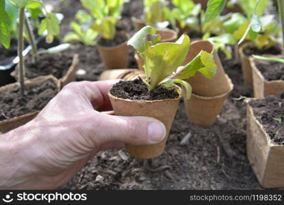 gardener hand holding a lettuce seedling ready to be planted in garden