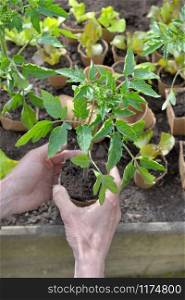 gardener hand holding a tomato seedling ready to be planted in garden