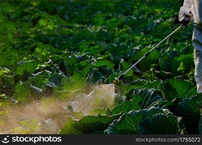 Gardener hand in a protective suit spray fertilizer on huge cabbage vegetable plant