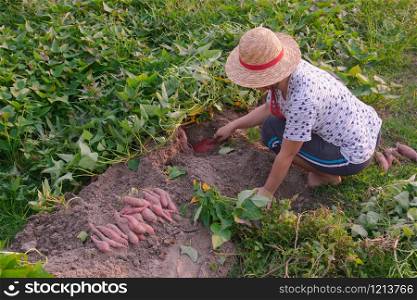 Gardener harvesting sweet potato In the garden