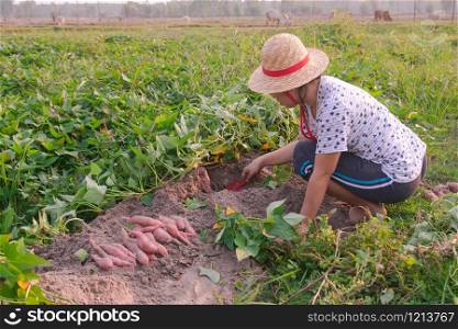 Gardener harvesting sweet potato In the garden