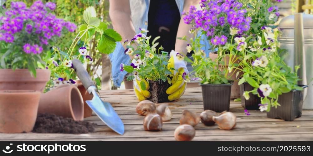 gardener holding a viola flower pot potting on a table in garden