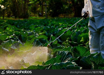 Gardener in a protective suit spray fertilizer on cabbage vegetable plant 