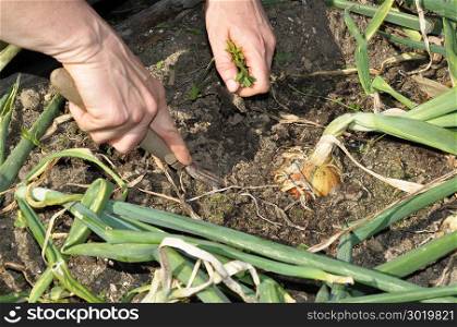 Gardener is weeding in onion bed