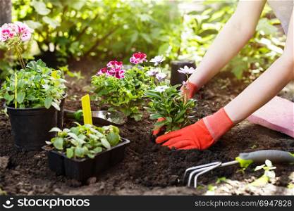 Gardener planting flowers in the garden, close up photo.. Gardener planting flowers in the garden, close up photo