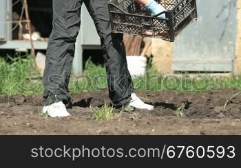 Gardener Planting Potatoes on Smallholder Farm
