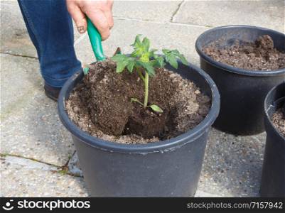 Gardener planting tomato plant with a garden trowel in a plastic flowerpot