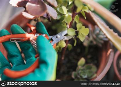 gardener s cutting plant twig with secateurs