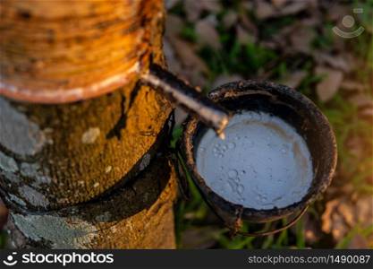 Gardener tapping latex rubber tree. Rubber Latex extracted from rubber tree.