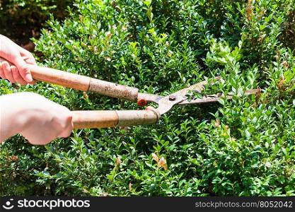gardener trims boxwood bushes by secateurs in summer day