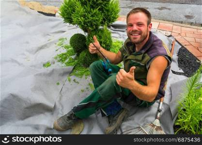 Gardener with a hedge trimmer cutting Thuja or boxwood in shape.