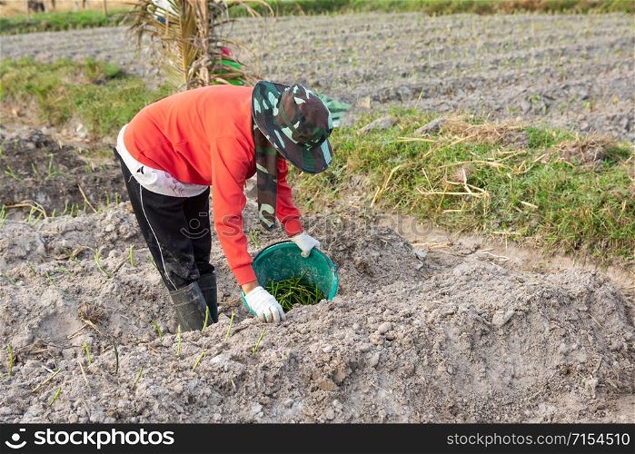 Gardener woman growing Sweet Potatoes in her garden