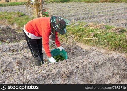 Gardener woman growing Sweet Potatoes in her garden