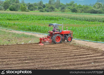 Gardeners are driving the tractor to cultivate the soil. Pelicans looking for food With forest background