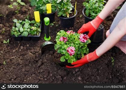 Gardeners hands planting flowers in the garden, close up photo. Gardeners hands planting flowers in the garden, close up photo.