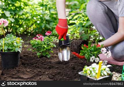 Gardeners hands planting flowers in the garden, close up photo. Gardeners hands planting flowers in the garden, close up photo.