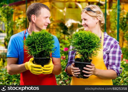 Gardeners with seedlings in their hands look at each other in the nursery