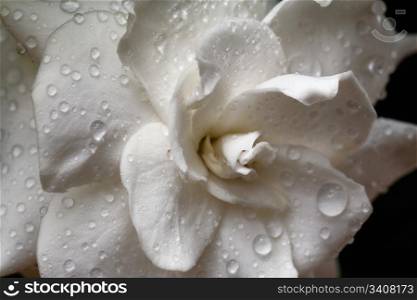 Gardenia flower with raindrops. Macro.