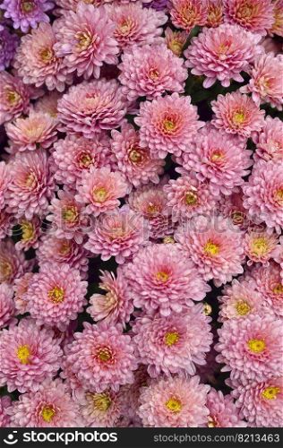 Gardening and floricu<ure. Lar≥group ofπnk chrysantheμm flowers annuals. Top view. Living coral trendy color. Gardening and floricu<ure. Living coralπnk chrysantheμm flowers