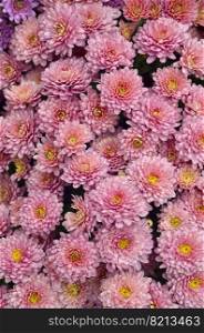 Gardening and floricu<ure. Lar≥group ofπnk chrysantheμm flowers annuals. Top view. Living coral trendy color. Gardening and floricu<ure. Living coralπnk chrysantheμm flowers