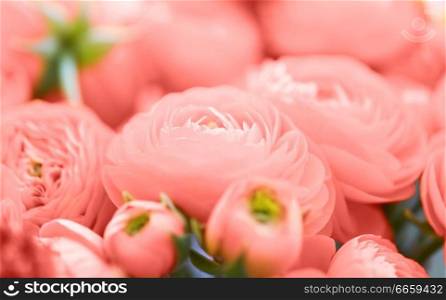 gardening and holidays concept - close up of beautiful ranunculus flowers in trendy color of the year 2019 living coral. beautiful ranunculus flowers in living coral color