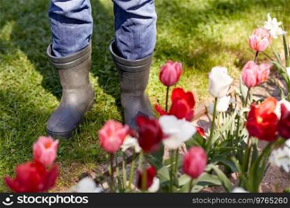 gardening and people concept - close up of man in rubber boots and tulip flowers at summer garden. close up of man in rubber boots at tulip garden