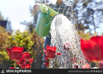 gardening and people concept - close up of man with watering can pouring water to tulip flowers at garden. close up of man watering tulip flowers at garden